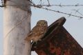 Athene noctua